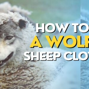 A Wolf in Sheep's Clothing: 5 Ways to Spot One