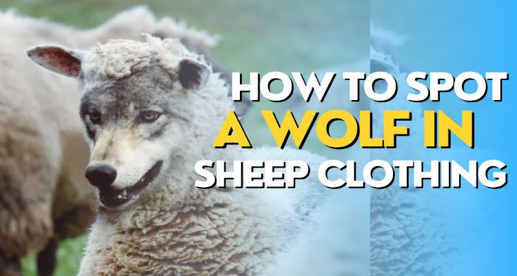 A Wolf in Sheep's Clothing: 5 Ways to Spot One